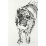 Barbara KARN (British b. 1949) Benny the Boxer, Charcoal on paper, Signed lower right, signed and