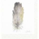 Lou JOHNS (British b. 1971) Duck Feather II, Watercolour, Signed lower right, titled verso, 4" x