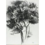 John GRICE (British 20th Century) Pines - Menorca, Charcoal, Signed lower right, 23.25" x 16" (