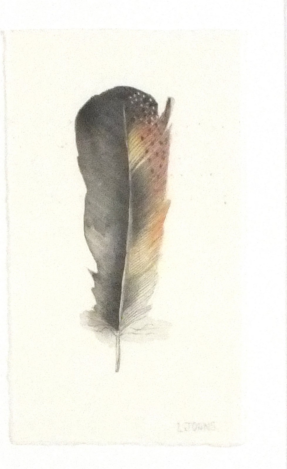 Lou JOHNS (British b. 1971) Chicken Feather, Watercolour, Signed lower right, titled verso, 6" x 3.