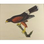 After John James AUDUBON (American 1785-1851) 'Louisana Hawk', Reproduction colour print, 23" x