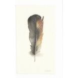 Lou JOHNS (British b. 1971) Chicken Feather, Watercolour, Signed lower right, titled verso, 6" x 3.