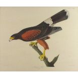 After John James AUDUBON (American 1785-1851) 'Louisiana Hawk', Reproduction colour print, 23" x 31"