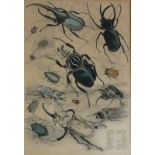 James MAYSON (19th Century British) Exotic Beetles, Coloured engraving, 12.5" x 8.75" (32cm x 22cm),