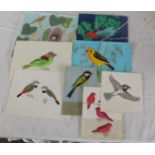 A folder of eight unframed water colours of birds. 7” x 8” average