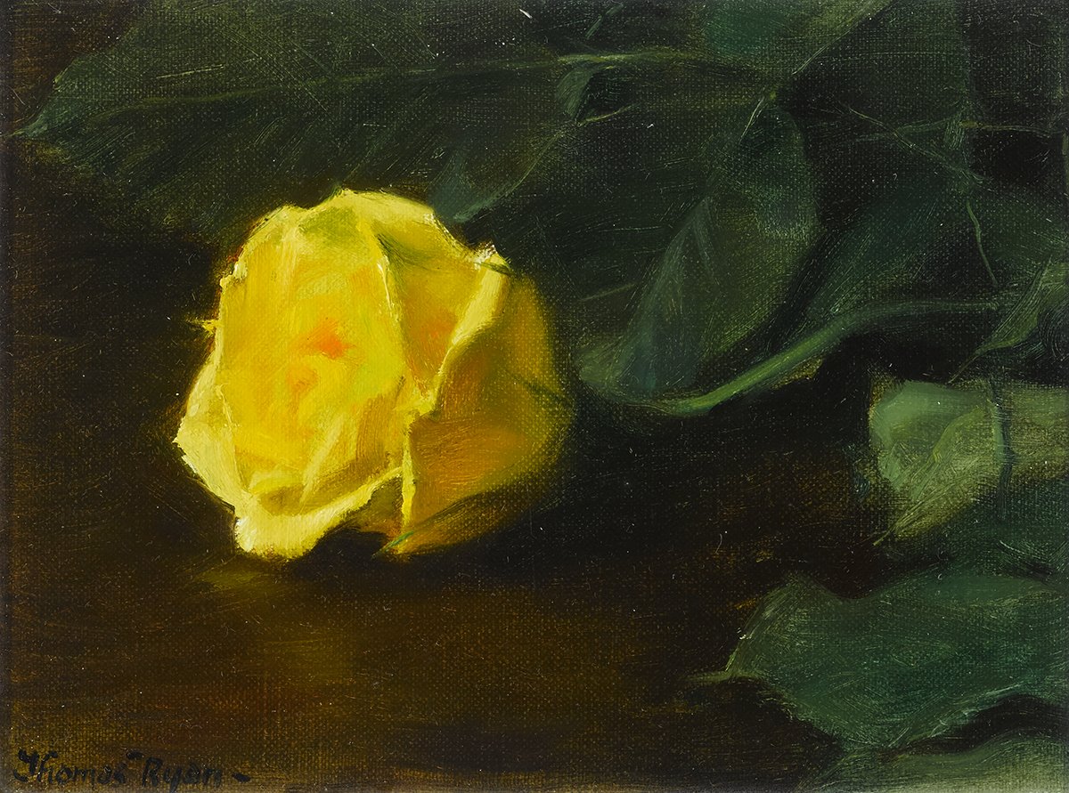 Thomas Ryan PPRHA (b.1929)YELLOW ROSE, 1981 oil on canvas laid on board signed lower right;
