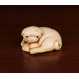 An Edo Period Japanese Netsuke carved as a reclining puppy with inset eyes, holding a shell,