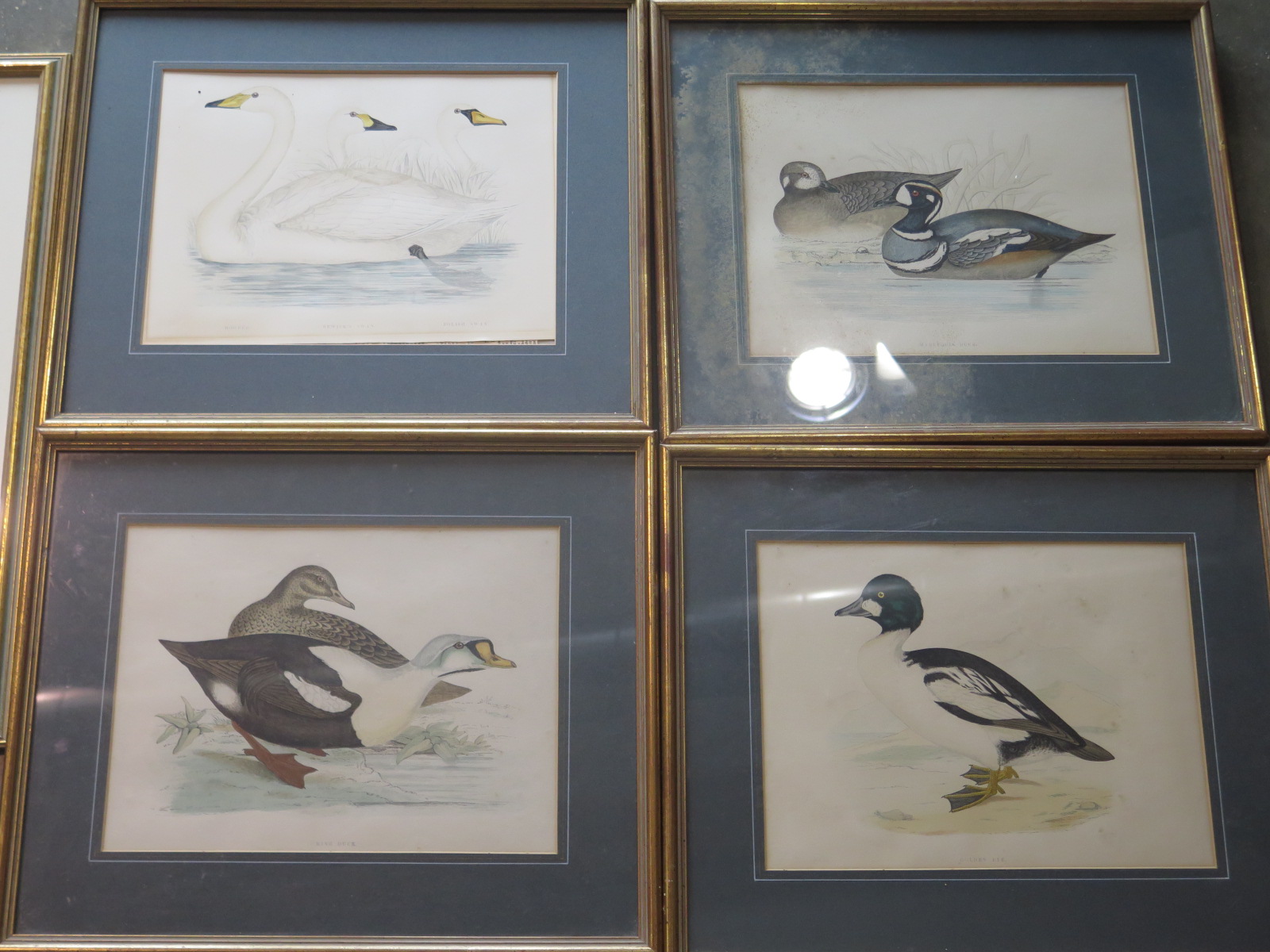 Three angling fish prints and four waterfowl prints - Image 4 of 5