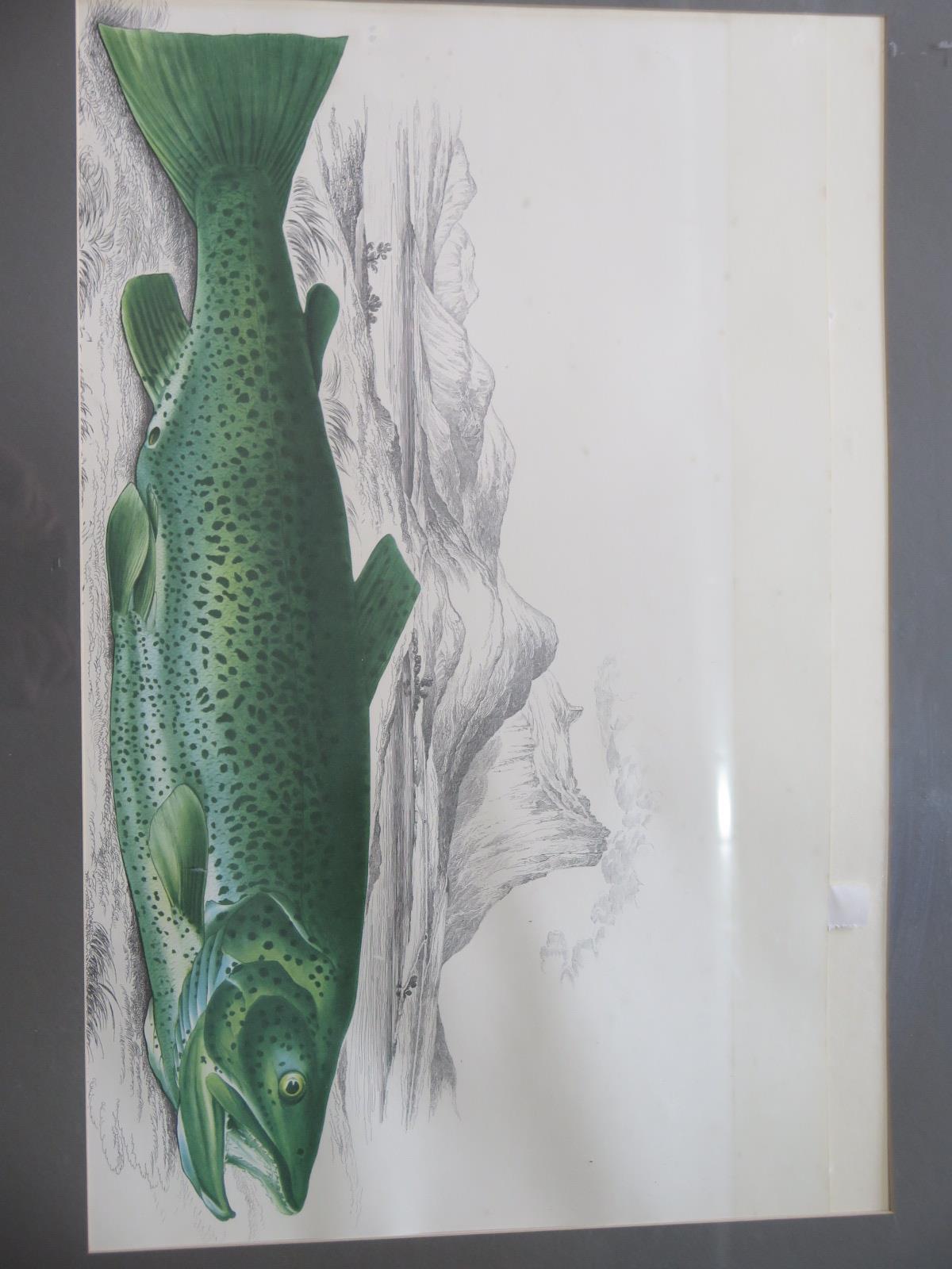 Three angling fish prints and four waterfowl prints - Image 2 of 5