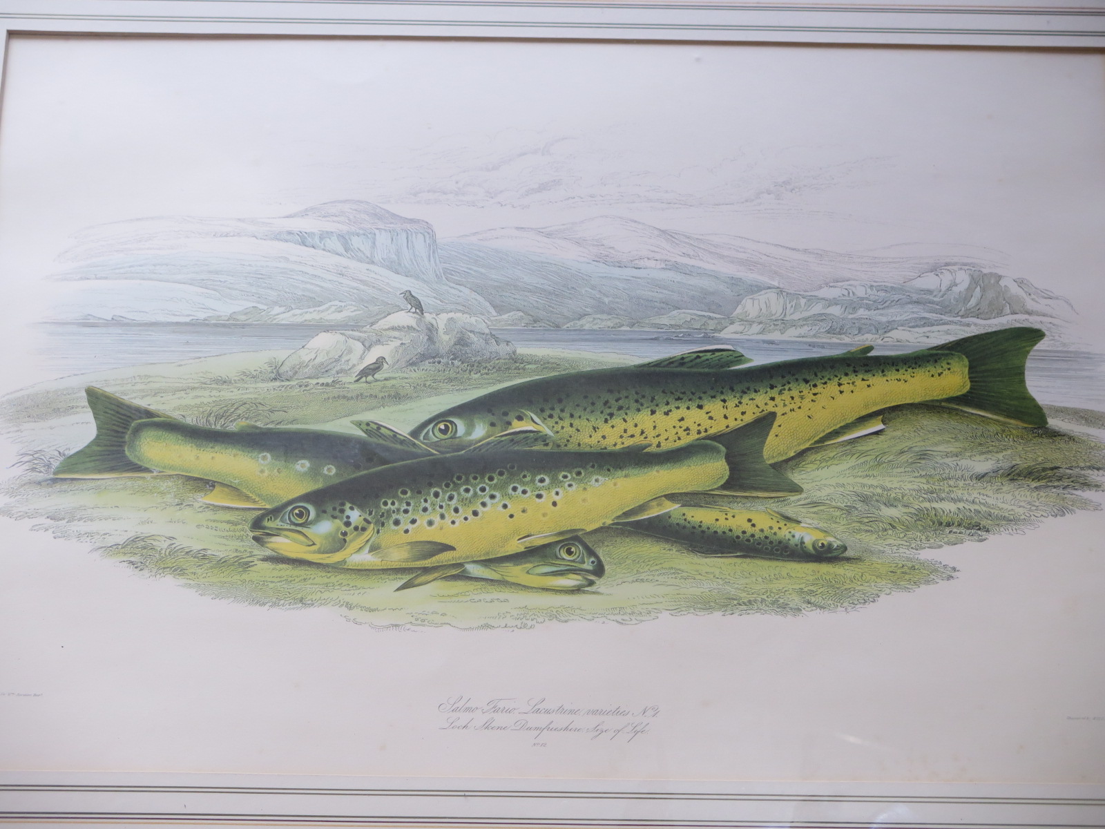 Three angling fish prints and four waterfowl prints - Image 3 of 5