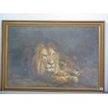 Oil on canvas lion and lioness, signed Madge Newberry 1904 - size 73cm x 102cm
