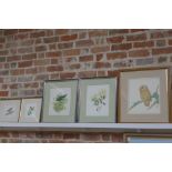 Five John Jinman watercolours, including an Owl, Robin, Blackbird, various sizes