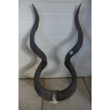 A pair of Greater Kudo horns on a part skull - 101cm long