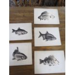 Five Reg cooke mounted illustrations of fish, Rudd, Chub, Perch, Bream and CARP, Cooke was an