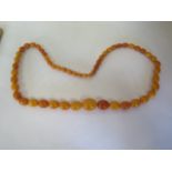 A string of graduated egg yolk amber beads, the largest approx 25x20mm - length 77mm, nice clean