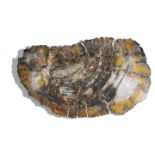 A pair of large petrified wood specimens, of sliced cross-section form, the tops polished to