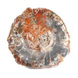 A petrified wood specimen, of sliced cross-section form, the top polished to reveal a multitude of