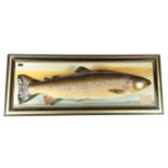 Taxidermy. An Edwardian preserved brown trout by P. D. Malloch, mounted on a painted board with a