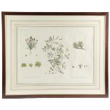 A set of six hand coloured botanical engravings, each inscribed in the top left corner 'H. N.