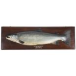 An Edwardian carved wood and painted half-block model of a salmon, mounted on a stained beech