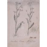 James Ward R.A. (1769-1859)Ragwort; Cukoo Flower; MeadowsweetThree, all signed with initials and