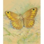 ‡ Gordon Beningfield (1936-1998) False grayling (Arethusana arethusa) Signed Watercolour 16.2 x 14cm