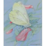 ‡ Gordon Beningfield (1936-1998) Fenton's wood white (Leptidea morsei) Signed Watercolour heightened