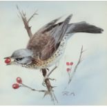 ‡ Rodger McPhail (b.1953) Fieldfare on a branch Signed with initials Watercolour and pencil 12.4 x