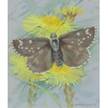 ‡ Gordon Beningfield (1936-1998) Dusky grizzled skipper (Pyrgus cacaliae) Signed Watercolour and