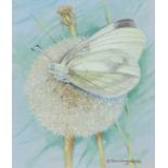 ‡ Gordon Beningfield (1936-1998) Wood white (Leptidea sinapis) Signed Watercolour heightened with