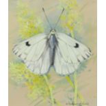 ‡ Gordon Beningfield (1936-1998) Peak white (Pontia callidice) Signed Watercolour heightened with