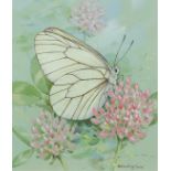 ‡ Gordon Beningfield (1936-1998) Black-veined white (Aporia crataegi) Signed Watercolour