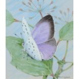 ‡ Gordon Beningfield (1936-1998) Holly blue (Celastrina argiolus) Signed Watercolour heightened with