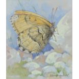 ‡ Gordon Beningfield (1936-1998) Arctic grayling (Oeneis bore) Signed Watercolour heightened with