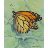 ‡ Gordon Beningfield (1936-1998) Monarch (Danaus plexippus) Signed Watercolour heightened with white