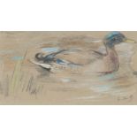 ‡ George Denholm Armour (1864-1949) Five Studies of a Mallard Duck Two signed with initials Chalk