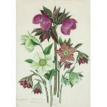 ‡ Paul Furse (1904-1978) Heleborus Orientalis Seedlings; Hydrangeas Two, both signed, one dated