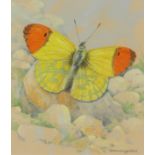 ‡ Gordon Beningfield (1936-1998) Eastern orange tip (Anthocharis damone) Signed Watercolour 16.2 x