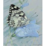 ‡ Gordon Beningfield (1936-1998) Marbled white (Melanargia galathea) Signed Watercolour heightened