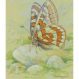 ‡ Gordon Beningfield (1936-1998) Lapland fritillary (Hypodryas iduna) Signed Watercolour