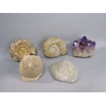 A box of interesting items to include two ammonite's, a geode type rock formation, further fossil