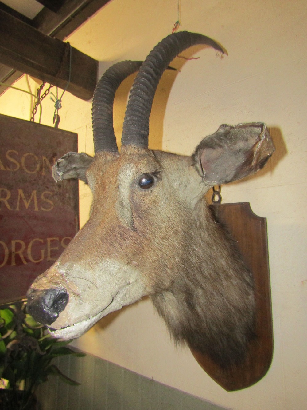 Taxidermy - a stuffed roan antelope head mounted on an oak shield shaped plaque/board with hand - Image 3 of 3