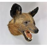 Taxidermy Interest - African Hunting dog head by Rowland Ward with inscribed label verso 'The