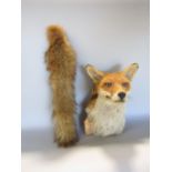 Taxidermy Interest - Stuffed and mounted fox mask, with further foxes tail (2)