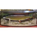 Taxidermy Interest - Impressive Pike, in bow fronted glass case with fitted interior, the case 125cm