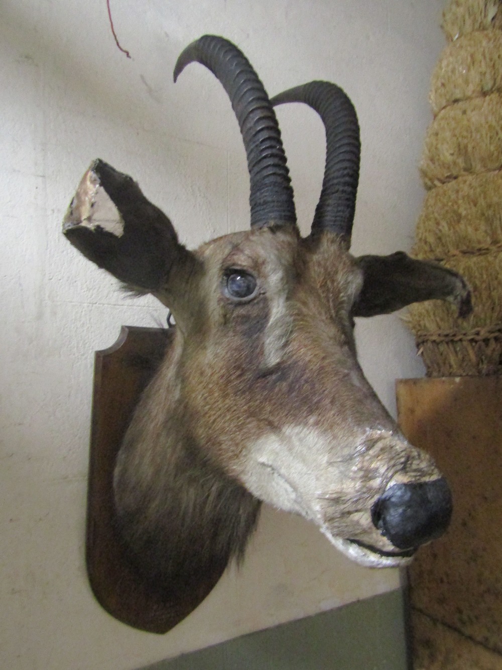 Taxidermy - a stuffed roan antelope head mounted on an oak shield shaped plaque/board with hand