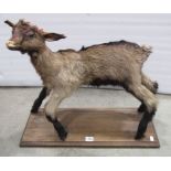 Taxidermy - a stuffed and mounted kid goat raised on a rectangular platform base