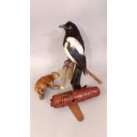 Taxidermy interest - a stuffed and mounted magpie upon a branch together with a further red squirrel