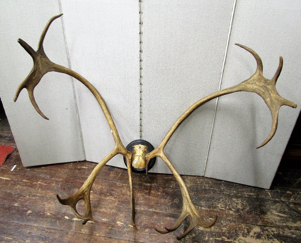 A mounted set of antlers, raised on a circular ebonised panel, approx span 80cm high x 90cm wide