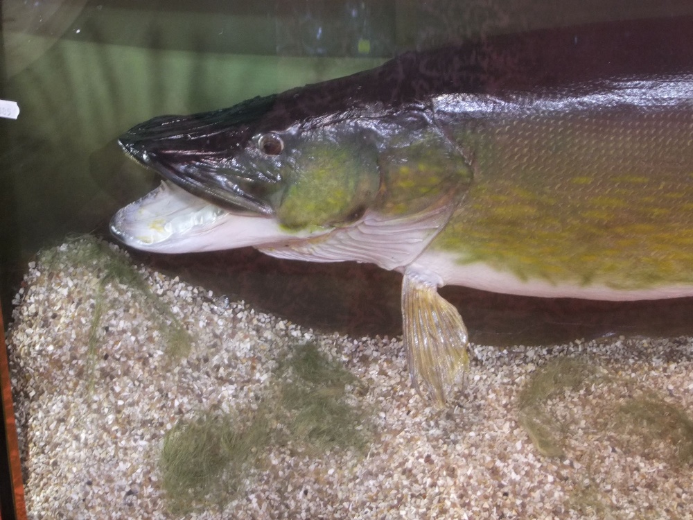 Taxidermy Interest - Impressive pike, in bow fronted glass case with fitted interior, the case 125cm - Image 2 of 3